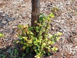 Cum de a scăpa de cires răsaduri de rădăcină, rezident zi de vară (a scăpa de) Cum de a scăpa de cires răsaduri rădăcină, rezident zi de vară