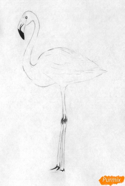 Cum să atragă un flamingo în etape de creștere complete (remiză) Cum să atragă un flamingo în etape de creștere complete