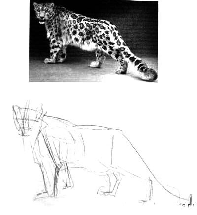 Cum de a desena un leopard de zăpadă (cum să atragă un leopard de zăpadă) Cum de a desena un leopard de zăpadă
