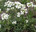 Care sunt numele acestor flori (plante ornamentale) Care sunt numele acestor flori