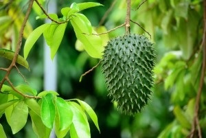 După cum se face referire la diferite tipuri de annonas (Annona cherimola Annona cherimoya) După cum se face referire la diferite tipuri de Hanun