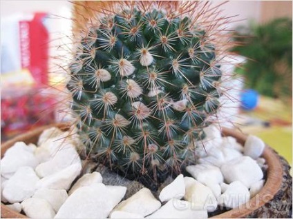 Cum de transplant de un cactus - un transplant de cactus