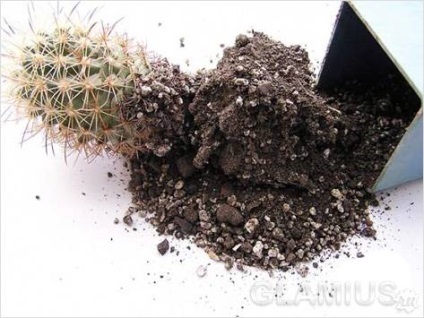 Cum de transplant de un cactus - un transplant de cactus