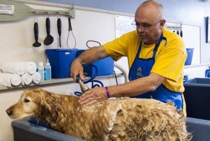 Cum să se spele un câine (câine) Cum să se spele un câine