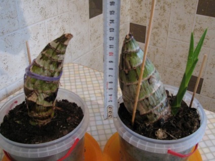 Ca planta orhidee 1 din Vietnam (Vietnam bulb plantă orhidee) Cum să planteze o orhidee din Vietnam 1