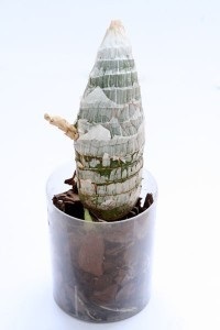 Ca planta orhidee 1 din Vietnam (Vietnam bulb plantă orhidee) Cum să planteze o orhidee din Vietnam 1