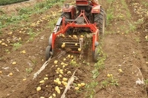 Cum sa faci cartofi de casă, toate echipamentele speciale (cartofi de casă excavator video) Cum sa faci cartofi de casă totul despre echipamente speciale