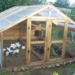 Cum să smulgă un pui, pui (dreapta) Cum să smulgă un pui, pui