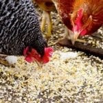 Cum să smulgă un pui, pui (dreapta) Cum să smulgă un pui, pui