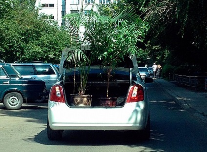Cum de a transporta flori de camere (de transport) Cum de a muta ghivece cu plante în mod corespunzător