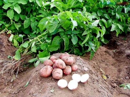Cum să planteze cartofi, să crească o recoltă bună de sfaturi utile! (Bine) Cum să planteze cartofi, să crească o recoltă bună de sfaturi utile!