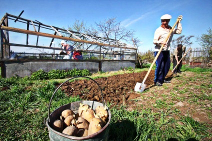 Cum să planteze cartofi, să crească o recoltă bună de sfaturi utile!