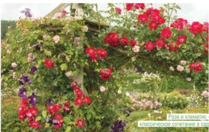 Cum să planteze trandafiri (trandafiri) Cum să planteze trandafiri