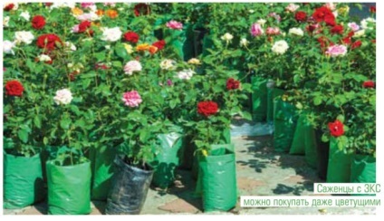Cum să planteze trandafiri (dreapta) Cum să planteze trandafiri