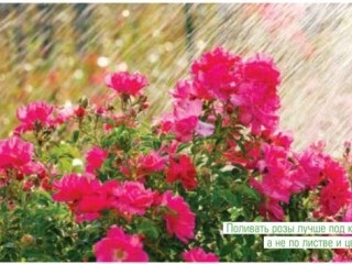 Cum să planteze trandafiri (trandafiri) Cum să planteze trandafiri