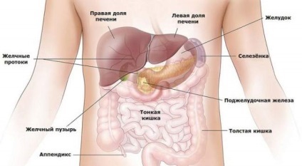 Cum stomacul uman (uman) Cum stomacul uman