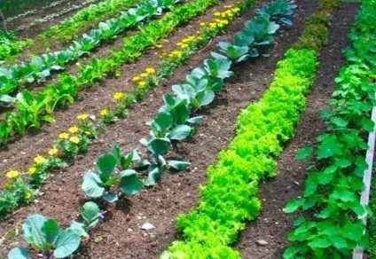 Cum să împartă o grădină de mitlaydera metoda, 6 Ar (legume) Cum să împartă o grădină de mitlaydera metoda, 6 ar