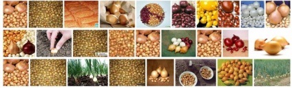 Cum să planteze arpagic (așa cum a pus seturi de ceapă) Cum să planteze arpagic