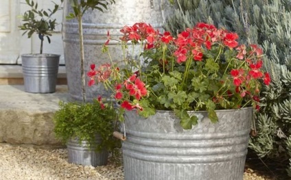 Cum de a decora curte cu flori (pentru a decora) Cum de a decora curte cu flori