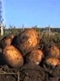 Cum oglinda (ca oglindă aranjată) Cum oglinda