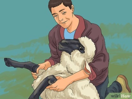 Cum să aibă grijă de oile (ovine) Cum să aibă grijă de oile