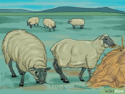Cum să aibă grijă de oile (ovine) Cum să aibă grijă de oile