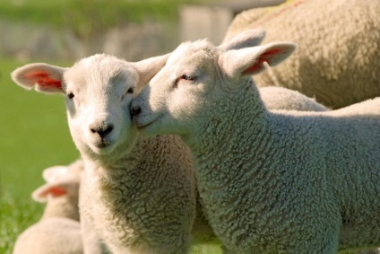 Cum să aibă grijă de oile - agroxxi (lână ta de turmă) Cum să aibă grijă de oile - agroxxi