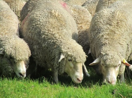 Cum să aibă grijă de oile - agroxxi (ovine) Cum să aibă grijă de oile - agroxxi