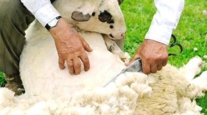 Cum să aibă grijă de oile - agroxxi (zimocoheo) Cum să aibă grijă de oile - agroxxi