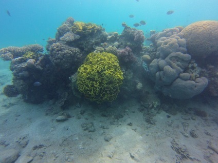 Cum de a alege aripioarele pentru spearfishing, și să nu fie confundate (aripioare) Cum de a alege aripioarele pentru spearfishing, și să nu fie confundate