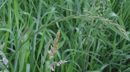 Ce este wheatgrass fotografie (începe grade de buruieni) Ce este iarbă de grâu fotografie