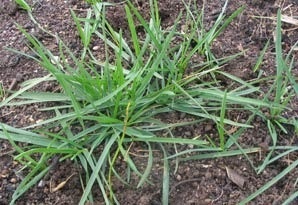 Ce este fotografie wheatgrass (se pare ca) Ce este iarbă de grâu fotografie