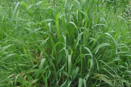 Ce este wheatgrass fotografie (Bluegrass) Ce este iarbă de grâu fotografie