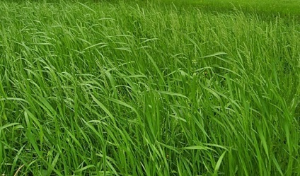 Ce este wheatgrass fotografie (arata) Ce este iarbă de grâu fotografie