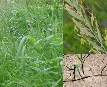Ce este wheatgrass fotografie (începe grade de buruieni) Ce este iarbă de grâu fotografie