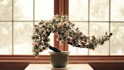 Cum să crească bonsai acasă (să crească) Cum să crească bonsai acasă