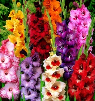 Cum să crească gladiole (Gladiolus) Cum să crească gladiole