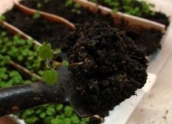Ca căpșuni cresc din semințe (semințe de plantat căpșuni) Cum să crească căpșuni din semințe