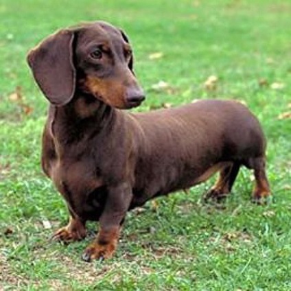 Cum să crească un câine sănătos (acasă) Cum să crească un câine sănătos