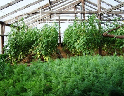 Cum să crească într-o verdeață seră (temperatura camerei de apă) Cum să crească plante într-o seră