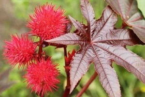 Ulei de ricin pentru față toate metodele cunoscute de hidratare a pielii (ulei de ricin, ulei de ricin rețete feței pielii) ulei de ricin pentru față toate metodele cunoscute de hidratare a pielii
