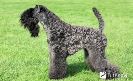 Kerri Blyu Terrier Descriere câine rasa, prețul de pui (Kerry) Kerri Blyu Terrier Descriere câine rasa, prețul de pui