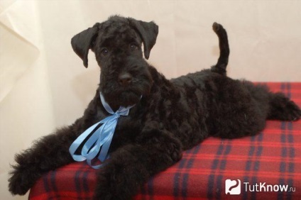Kerri Blyu Terrier Descriere câine rasa, prețul de pui (roca) Kerri Blyu Terrier Descriere câine rasa, prețul de pui