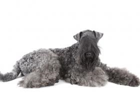 Kerri Blyu Terrier Descriere câine rasa, prețul de pui (terrier) Kerri Blyu Terrier Descriere câine rasa, prețul de pui