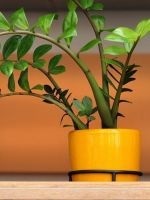 China Rose - galben și frunzele cad (în scădere) China Rose - frunze rândul său, galben și se desprinde