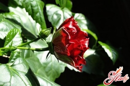 Chineză a crescut frunze rândul său, galben (trandafir) Chineză a crescut frunze rândul său, galben
