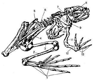 Clasa amfibie (amfibie) amfibii - studopediya (abstract) Clasa amfibie (amfibie) Amphibia - studopediya