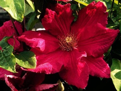 Clematis în fotografii de design peisaj (violet albastru violet) Clematis în peisaj de design fotografie