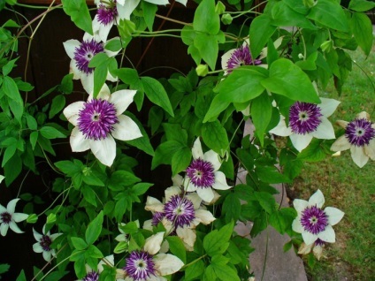 Clematis în fotografii de proiectare peisaj (peisaj) Clematis în peisaj de design fotografie