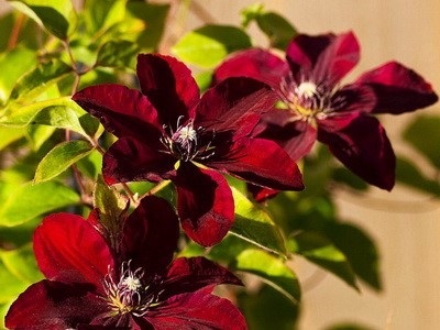 Clematis în fotografii de proiectare peisaj (proiectare) Clematis în peisaj de design fotografie